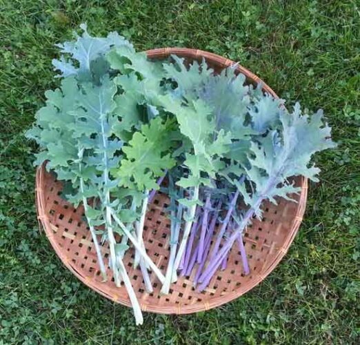 Thinking of Starting a Fall Vegetable Garden? Now’s the time to start!